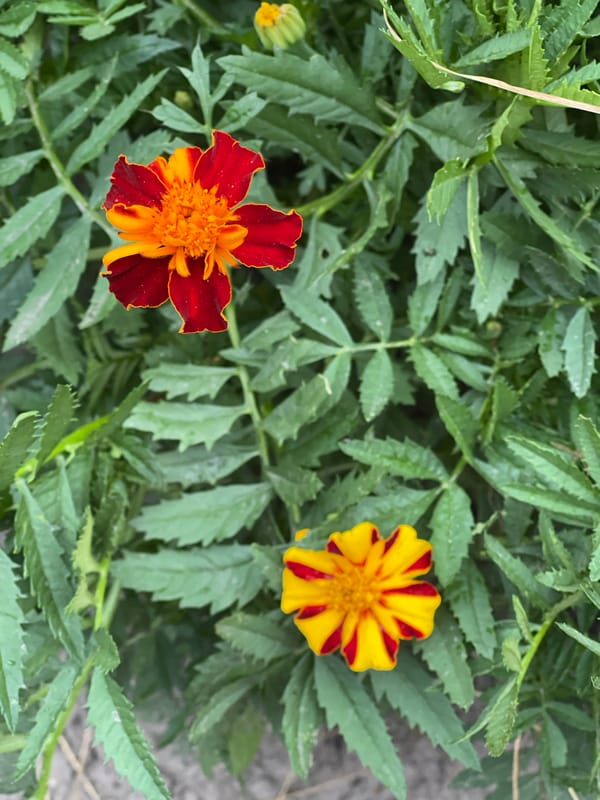 Home garden snapshot: flowers, vegetables, and animals