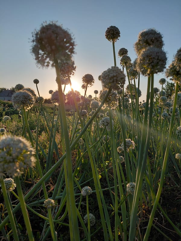Summer afternoon in the garden, fields, and at home