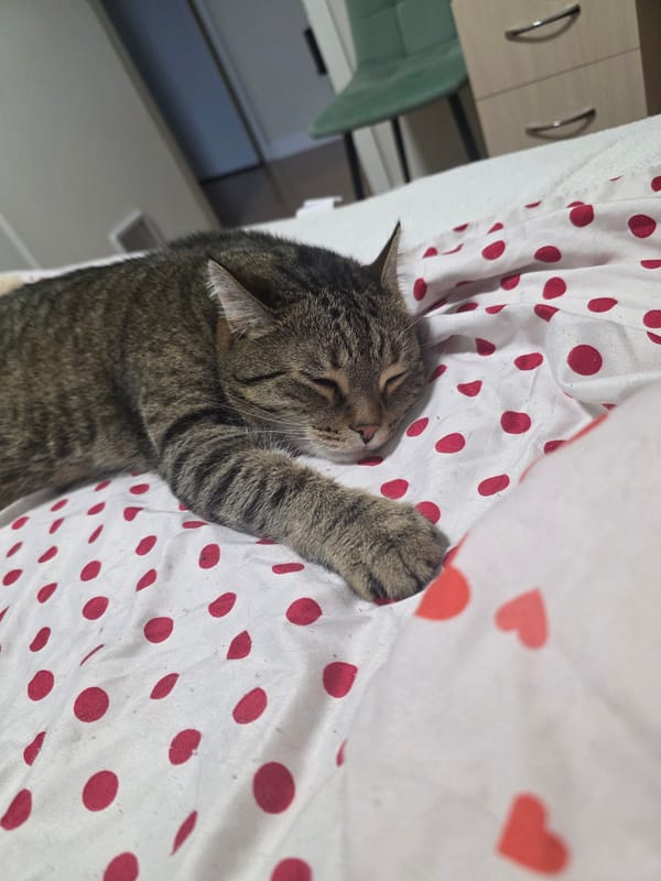 Tabby cat napping on polka dot sheets in Chelyabinsk bedroom