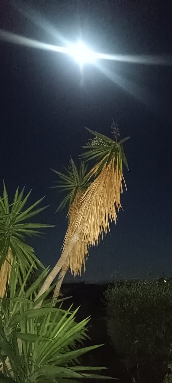 Full moon illuminates garden palms in Forest Hills