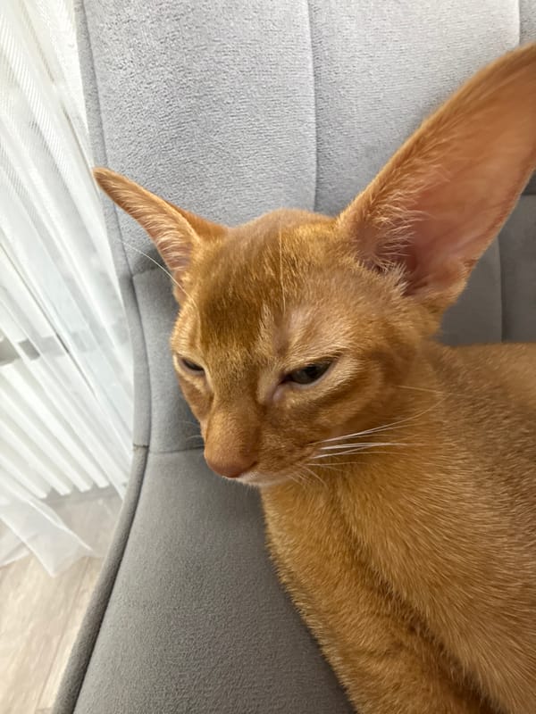 Ginger cat naps and cuddles at home in Stary Oskol