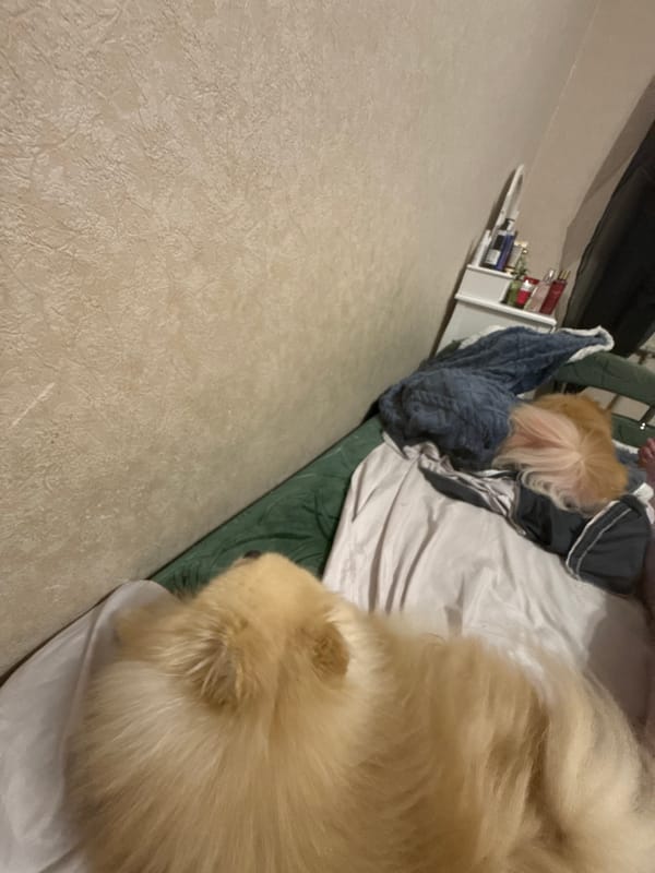 Pomeranian chills on blankets, chews bone, naps at home