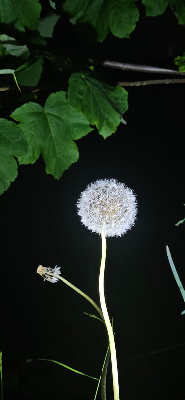 Nighttime scenes of dandelions, waterfall, and dark streets captured