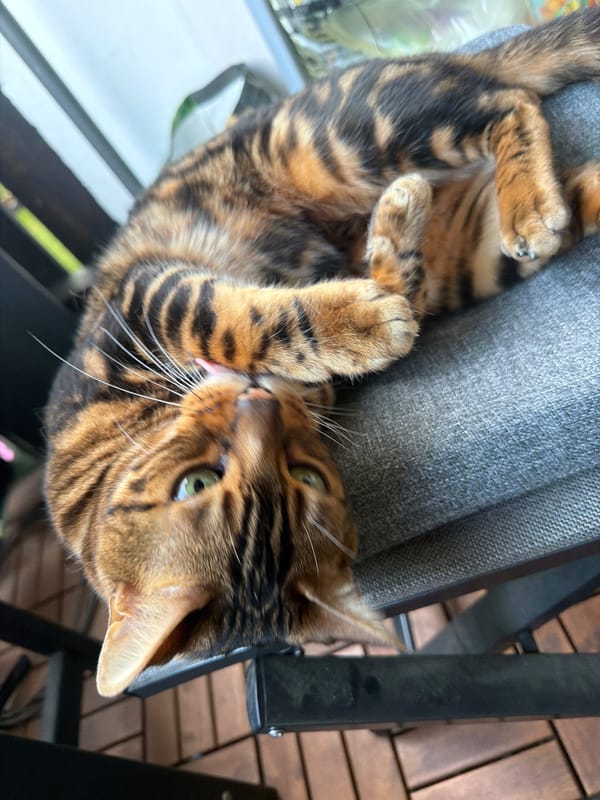 Bengal cat photographed relaxing outdoors amid alpine mountain scenery
