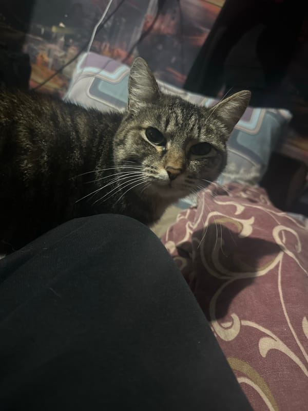 Quiet evening with tabby cat documented in Gorno-Altaysk