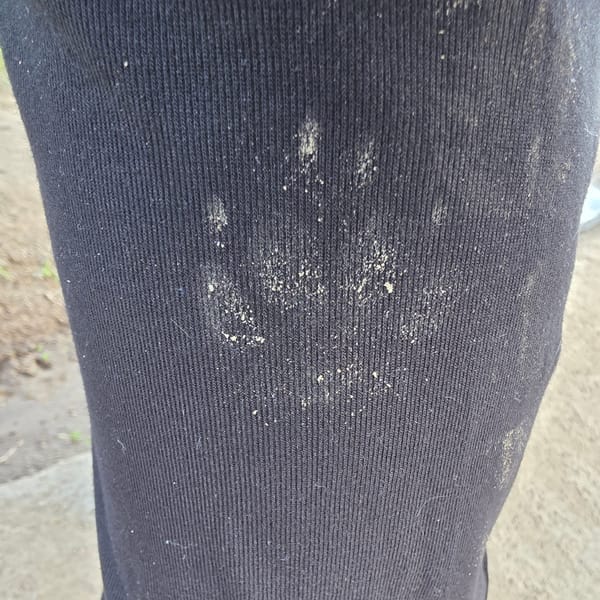 Dog walker crosses muddy meadow in Bulgarian village