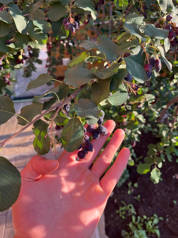 Summer garden in full swing — blooms, berries, and backyard details