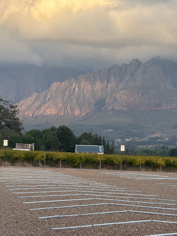 Vineyard scene captured near Paarl, South Africa