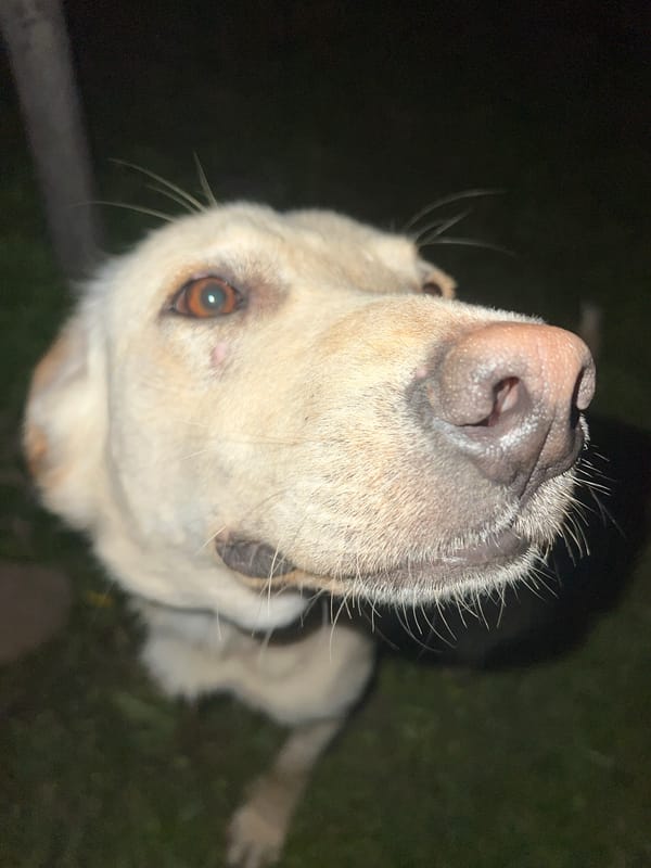 Evening gathering features dog portraits and outdoor ping pong