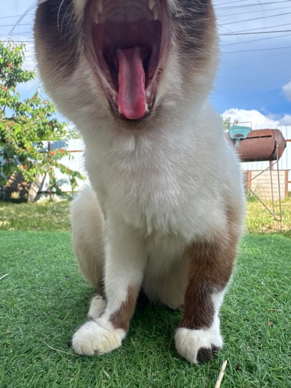 Cats, gardens, and homemade treats fill a Ukrainian yard afternoon.
