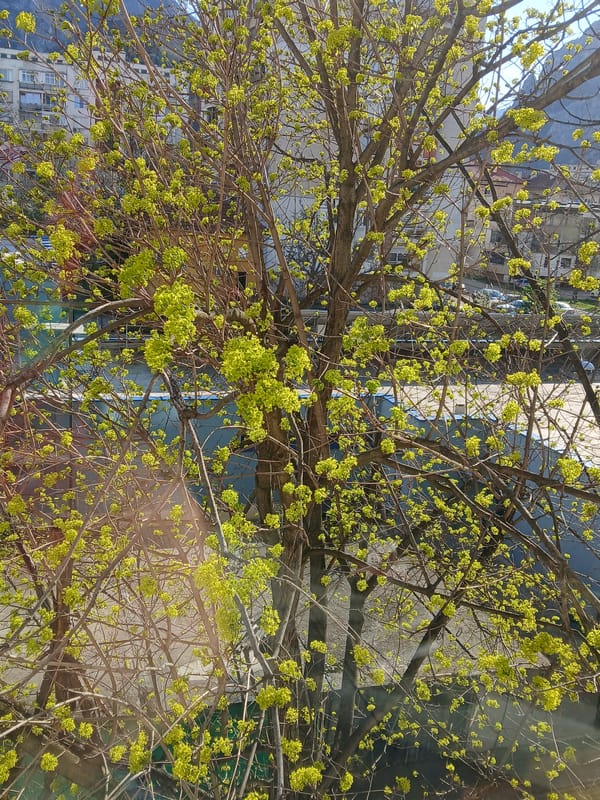 Spring blossoms bloom across Vratsa, Bulgaria cityscape