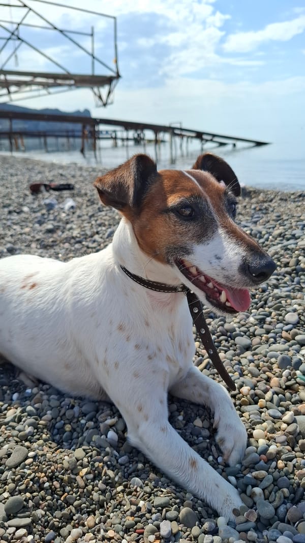 Family beach outing with Jack Russell Terrier on pebble shore