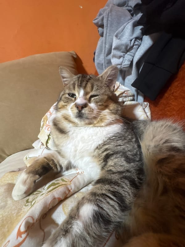 Cat rests on fabric cushion in Bulgarian home