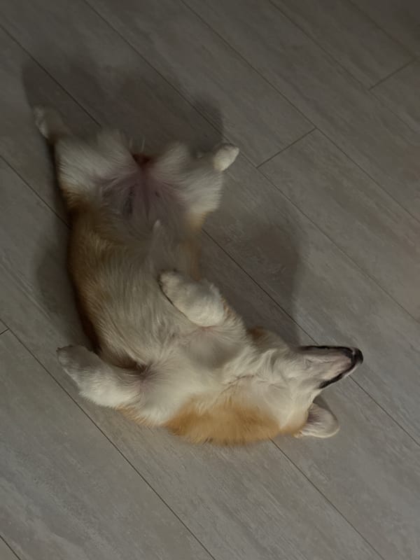 Person gives corgi belly rubs while gaming in Chaikovsky