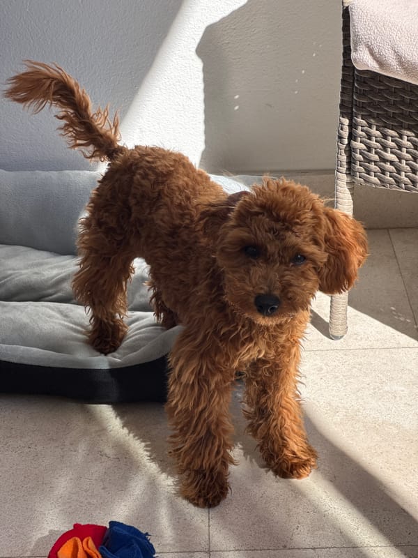 Brown poodle rests on cushioned chair in Sutomore home