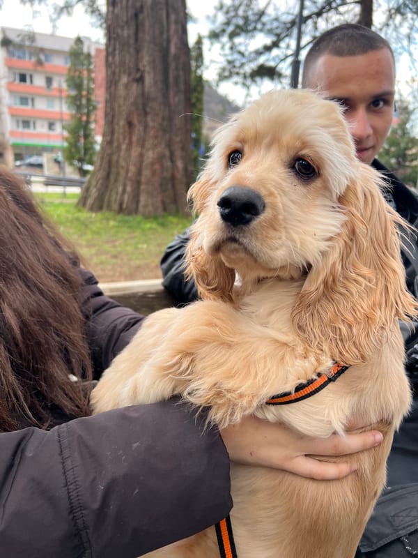 Pet owners and animals spotted around Berkovitsa, Bulgaria