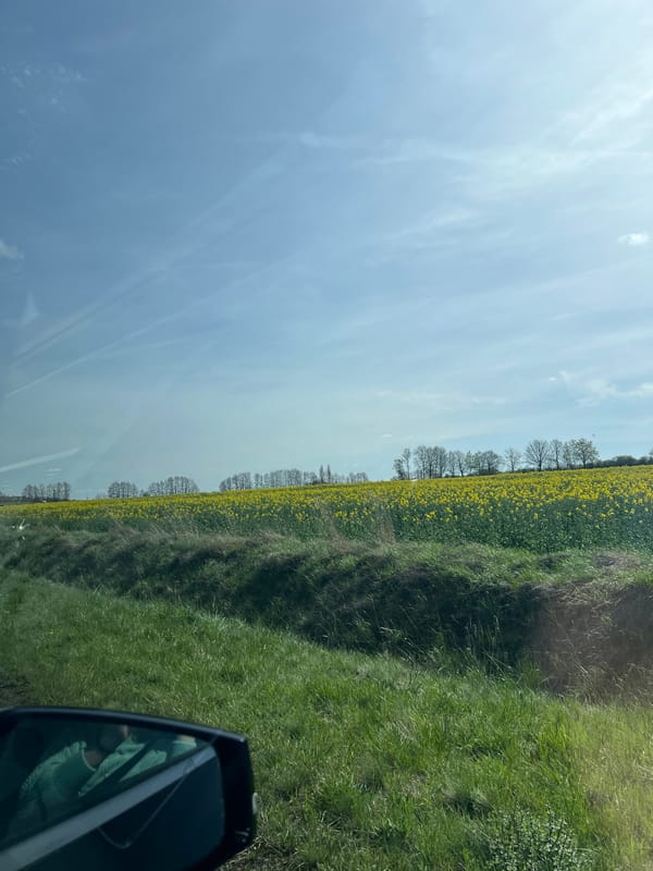 Rapeseed field blooms along roadside in Vettweiß, Germany