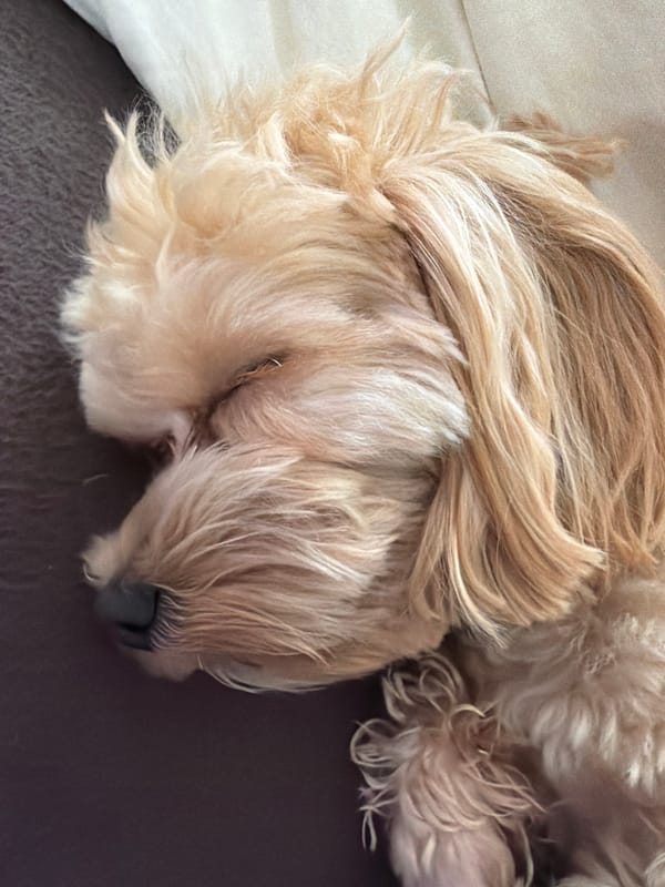 Dog photographed napping on furniture in Moscow