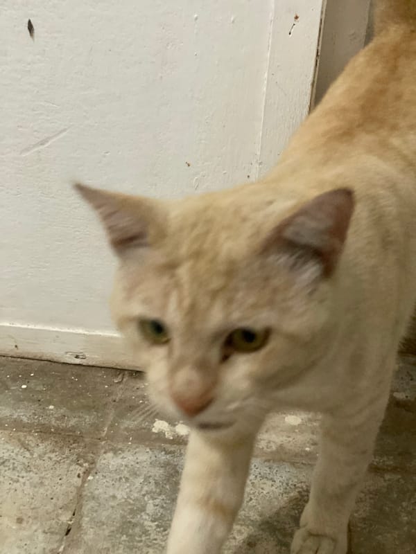 Cats and oyster mushrooms at a Banjarbaru home