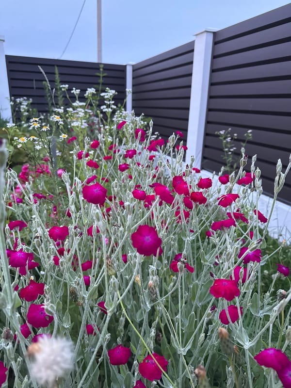 Midsummer garden in Belarus: flowers, berries, and fresh-cut blooms