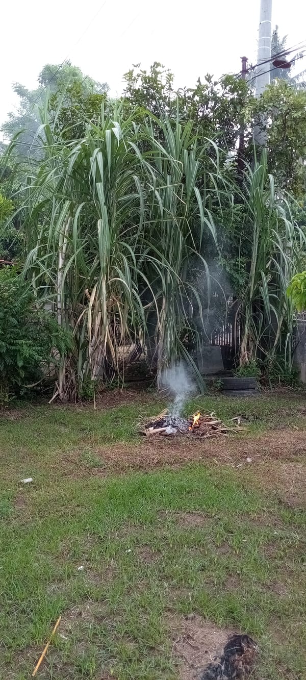 Small bonfire burns amid sugarcane in Lhokseumawe yard
