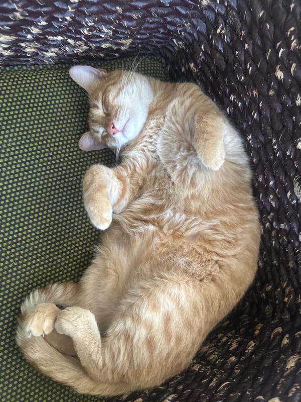 Orange tabby cat sleeps peacefully in basket, Puebla