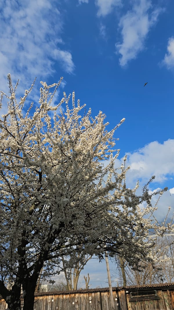 Spring blooms captured with bird in Stara Zagora