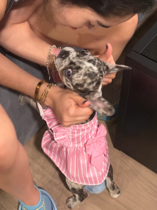 French Bulldog puppy in pink dress documented in Austin home