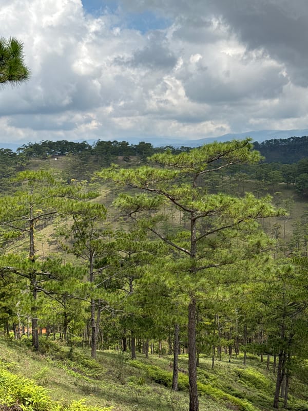 Morning landscape documentation across Lạc Dương's pine-covered hills