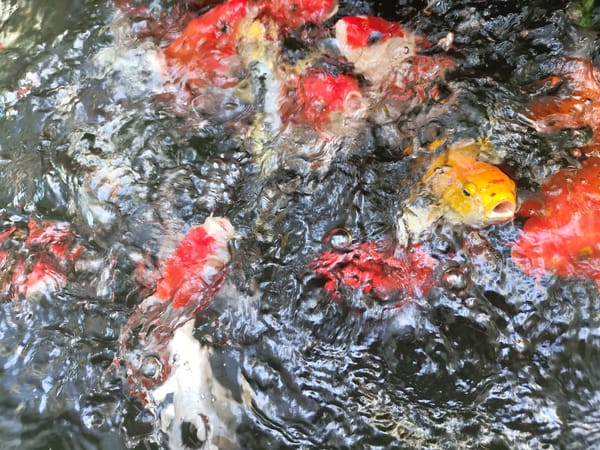 Mixed scenes from Nha Trang: cats, koi fish, flowering trees, railway