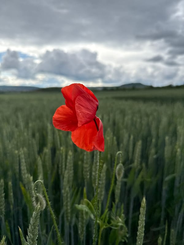 Red poppy blooms in Bulgarian wheat field