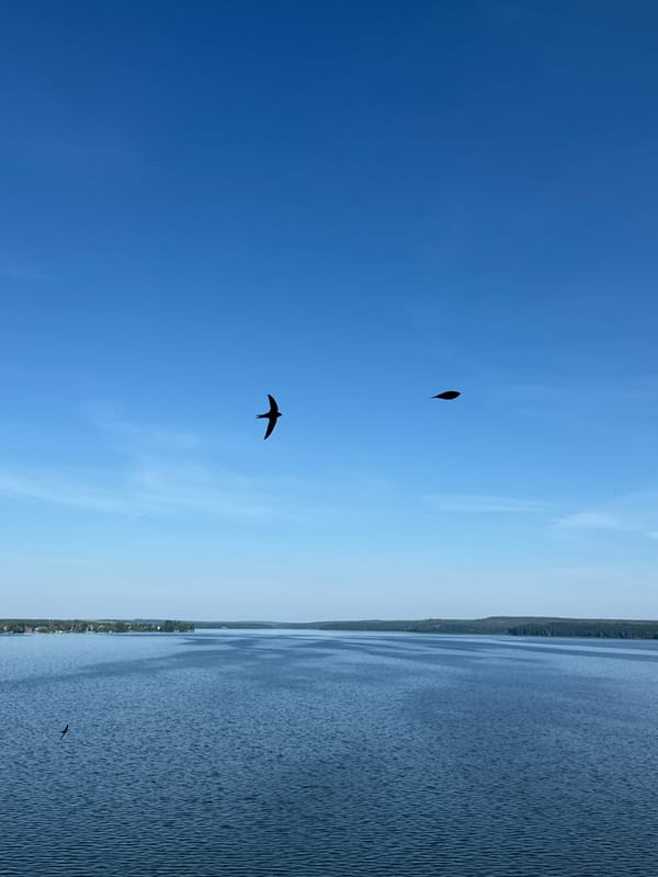 Birds over a calm Votkinsk reservoir on a clear morning