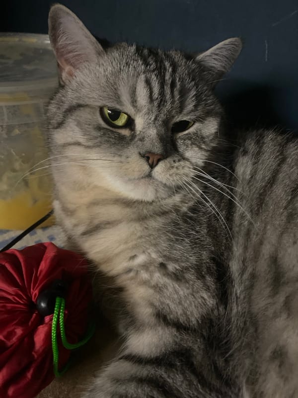 Cat rests at home while child plays with educational cards