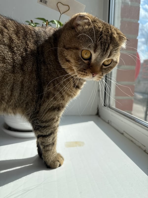 Scottish Fold cat photographed in multiple indoor poses