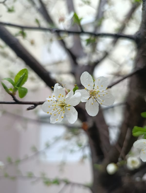 Spring blooms and urban activity documented in Kardzhali, Bulgaria