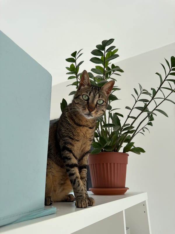 Cat naps in morning sunlight in Bat Yam home