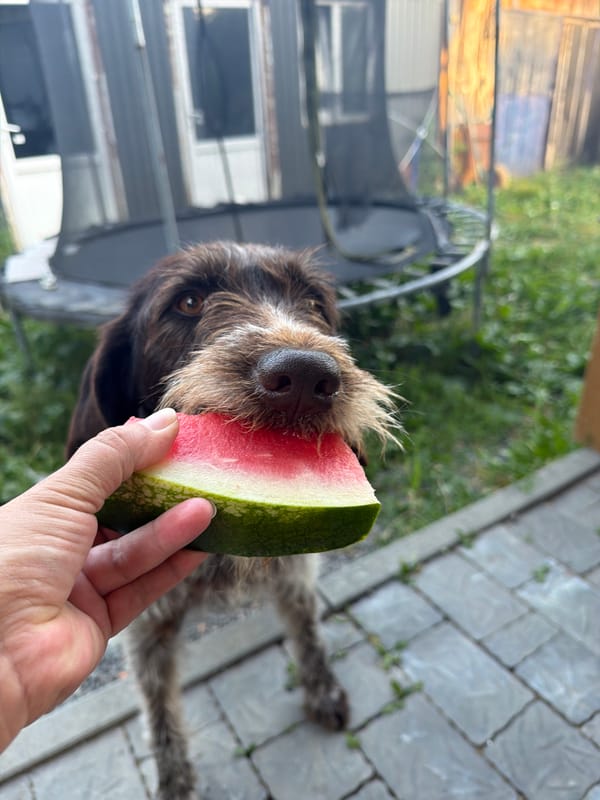 Shaggy dog enjoys a watermelon snack in a backyard