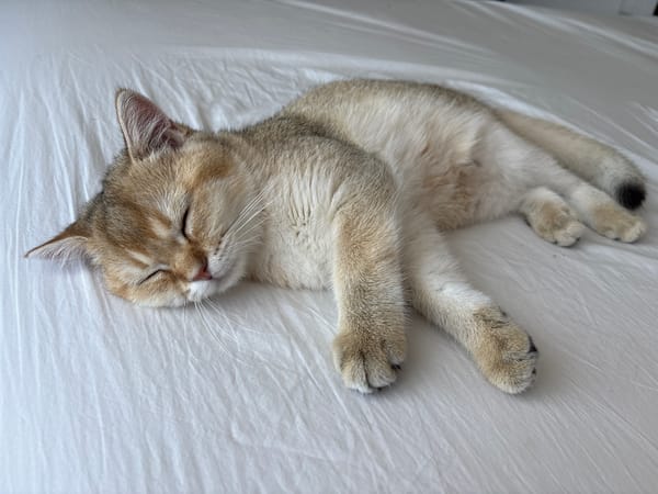 Lazy morning in Bönnigheim: sleeping cat, open balcony, contrail-streaked sky