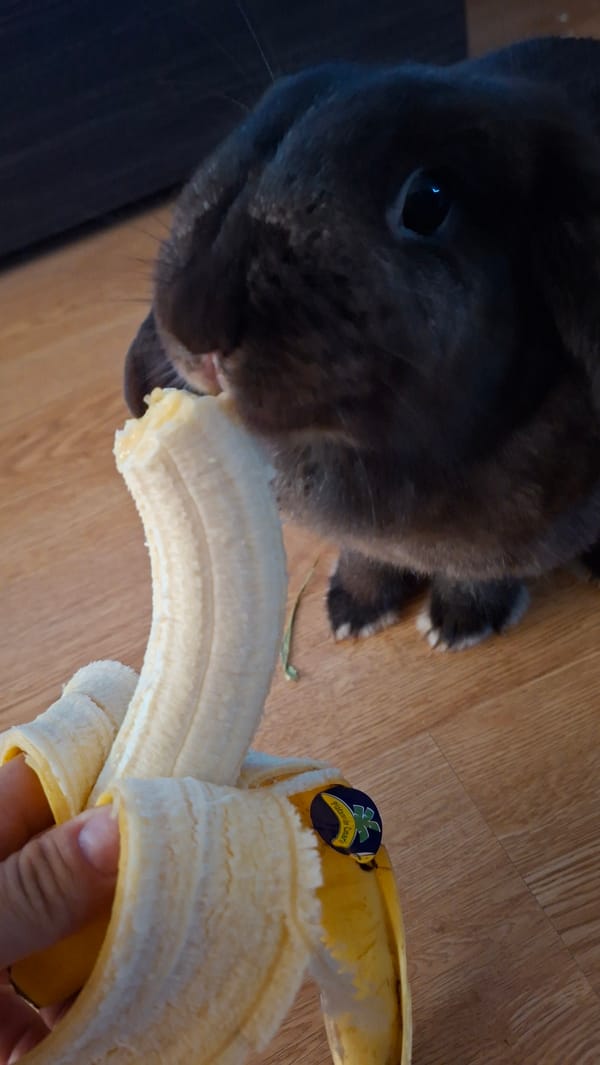 Rabbits fed bananas in two Canary Islands locations