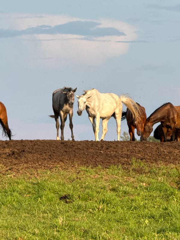 Horses and storks share a tilled field in rural Lithuania