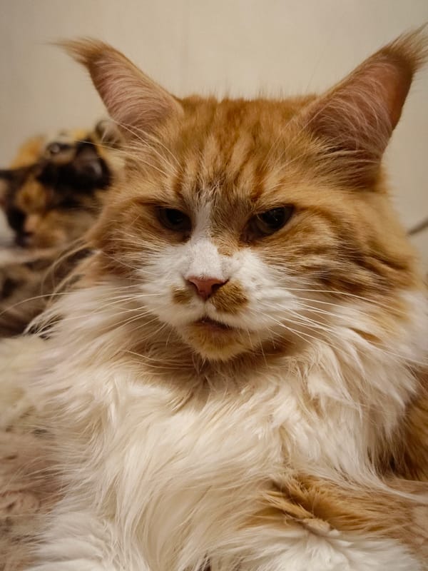 Cats and an iguana coexist in an Abakan home