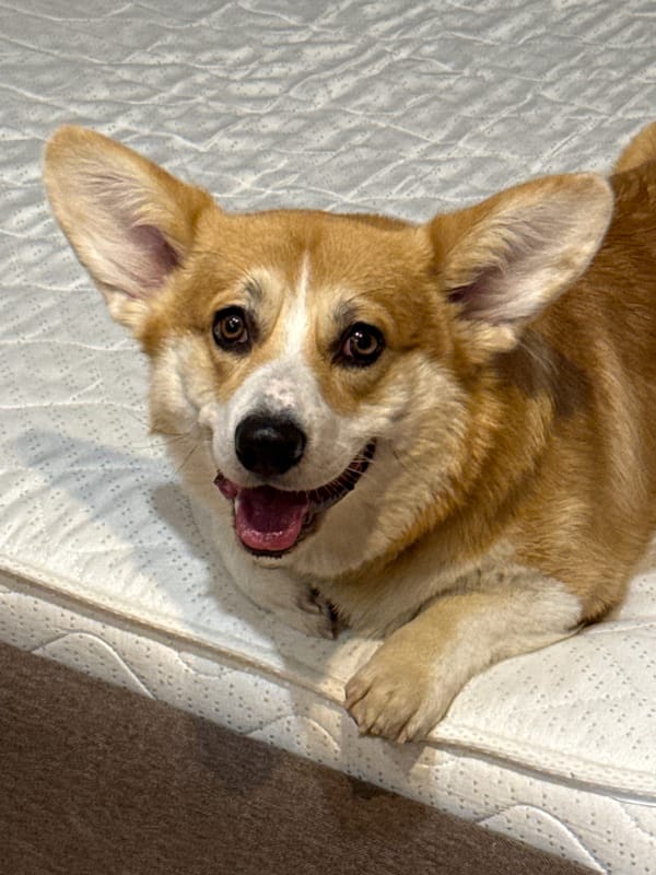 Morning moments captured in Krasnoyarsk: relaxing corgi, fast food