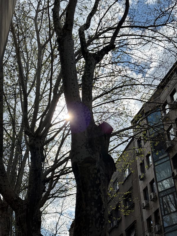Tree branches photographed against concrete building in Belgrade