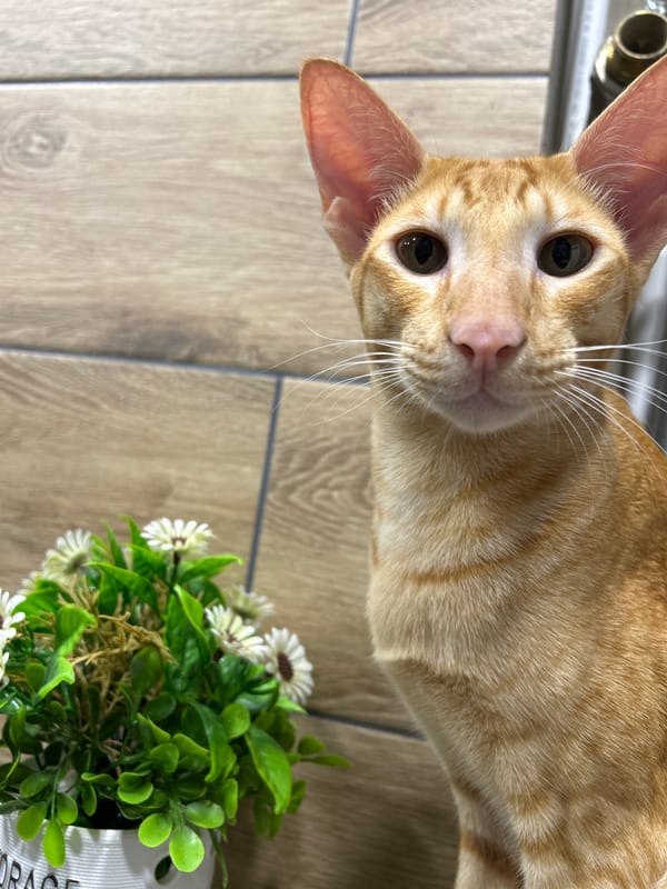 Cat curiosity and a late-night dog walk