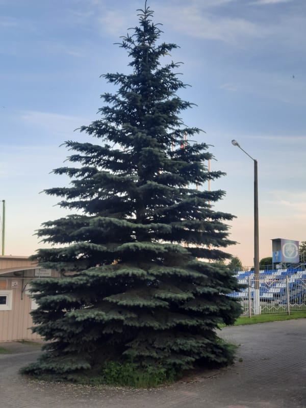 Park scenes documented during evening hours June 9