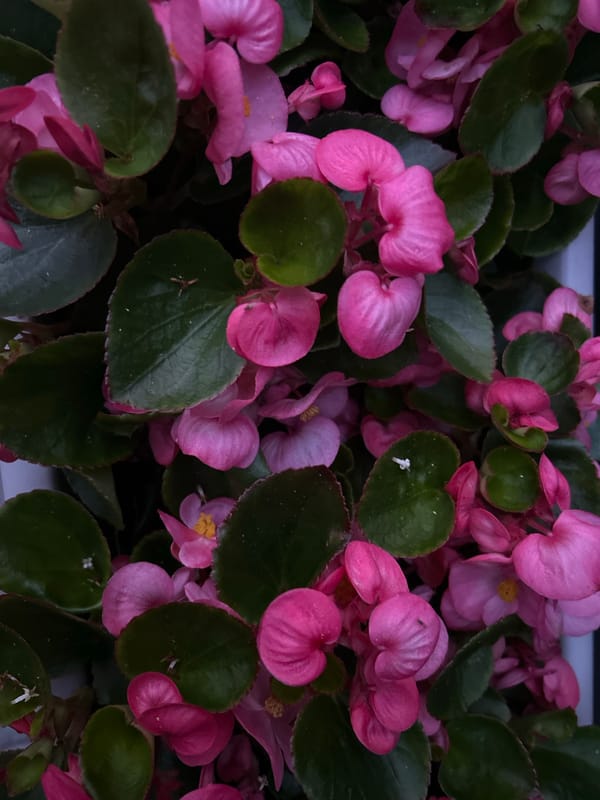 Pink begonias and netting-covered blueberries in a Limerick garden
