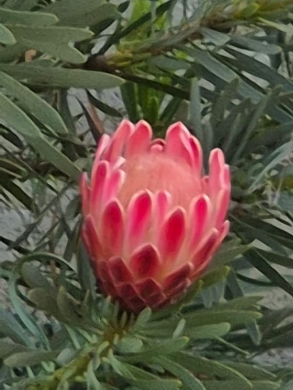 Morning glimpses of pets and gardens in Portuguese neighborhoods