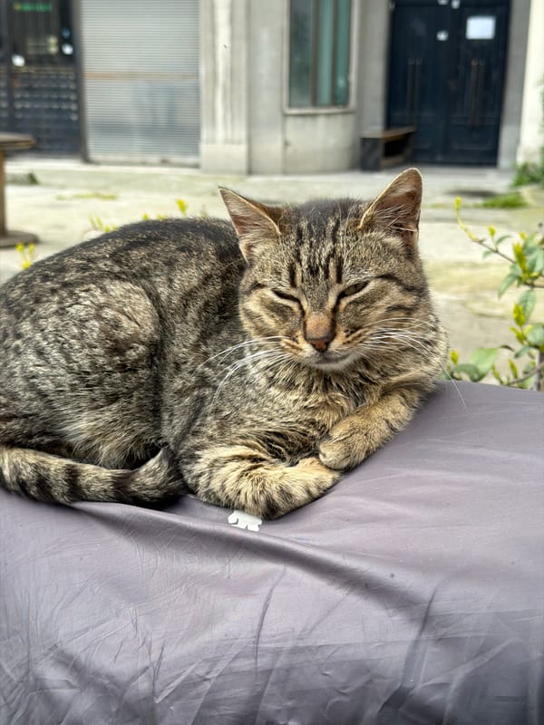 Quiet moments in Beyoğlu: ceramic shop display, resting cat