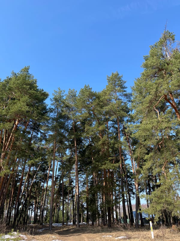 Woman enjoys spring forest walk with stroller in rural Russia