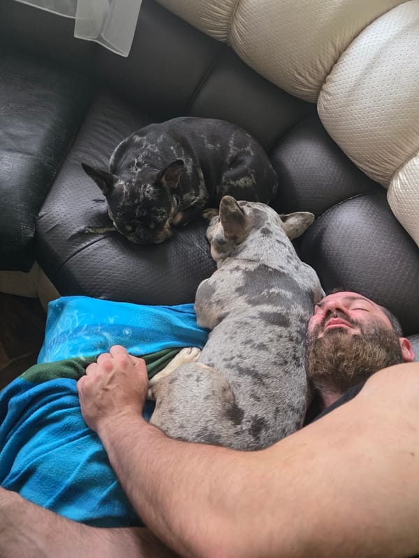 Man rests peacefully with two dogs on sofa in Dupnitsa